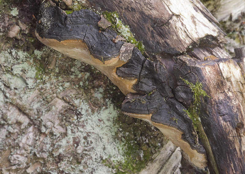 Phellinus lundellii